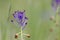 Tassel hyacinth or tassel grape hyacinth bloom in spring