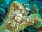 Tasseled Scorpion fish Scorpaenopsis Oxycephala under water in the filipino sea 19.11.2017