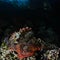 Tasseled scorpionfish, Scorpaenopsis oxycephala
