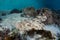 Tasseled Wobbegong in Raja Ampat