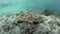 Tasseled Wobbegong Shark on Seafloor in Raja Ampat