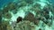 Tasseled Wobbegong Shark Swimming Over Coral Reef