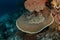 tasselled wobbegong, eucrossorhinus dasypogon