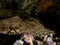 Tasselled wobbegong lying in ambush, Raja Ampat, Indonesia