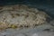 Tasselled Wobbegong in Raja Ampat