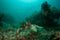 Tasselled Wobbegong Swims Over Seafloor in Indonesia