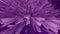 Tassy purple fantastic flower similar to chrysanthemum, petals move, live flower. Abstract fantastic motion graphic, 3d