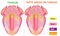 taste areas of tongue