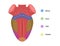 Taste map of the tongue with its four taste areas - bitter, sour, sweet and salty. Tonge anatomy .