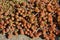 Tasteless stonecrop Sedum sexangulare  plant