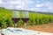 Tasting of burgundy red wine from grand cru pinot noir  vineyards, two glasses of wine and view on green vineyards in Burgundy