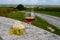 Tasting of Cognac strong alcohol drink in Cognac region, Charente with rows of ripe ready to harvest ugni blanc grape on