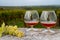 Tasting of Cognac strong alcohol drink in Cognac region, Charente with rows of ripe ready to harvest ugni blanc grape on