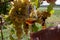 Tasting of Cognac strong alcohol drink in Cognac region, Charente with rows of ripe ready to harvest ugni blanc grape on