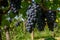 Tasting of Cognac strong alcohol drink in Cognac region, Charente with rows of ripe ready to harvest ugni blanc grape on