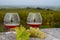 Tasting of Cognac strong alcohol drink in Cognac region, Charente with rows of ripe ready to harvest ugni blanc grape on