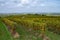 Tasting of Cognac strong alcohol drink in Cognac region, Charente with rows of ripe ready to harvest ugni blanc grape on