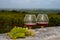 Tasting of Cognac strong alcohol drink in Cognac region, Charente with rows of ripe ready to harvest ugni blanc grape on