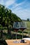 Tasting red Bordeaux wine, Merlot or Cabernet Sauvignon red wine grapes on cru class vineyards in Pomerol, Saint-Emilion wine