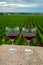 Tasting of red dry pinot noir wine in glass on premier and grand cru vineyards in Burgundy wine making region near Vosne-RomanÃ©e