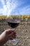 Tasting of red sangiovese wine with typical hilly vineyards and cypress tree on background near Montepulciano, Tuscany, Italy