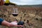 Tasting of rioja wine, ripe and dry bunches of red tempranillo grapes after harvest, vineyards of La Rioja wine region in Spain,