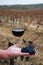 Tasting of rioja wine, ripe and dry bunches of red tempranillo grapes after harvest, vineyards of La Rioja wine region in Spain,