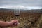 Tasting of rioja wine, ripe and dry bunches of red tempranillo grapes after harvest, vineyards of La Rioja wine region in Spain,