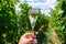 Tasting of sparkling white wine with bubbles champagne on summer festival route of champagne on green vineyards in Cote des Bar,