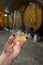 Tasting of traditional natural Asturian cider made fermented apples in barrels for several months should be poured from