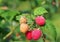 Tasty berries of raspberry on branches