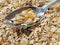 Tasty cereals or muesli for breakfast