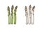 Tasty fresh asparagus monochrome and color set vector flat illustration. Natural dietary edible plant in line art style