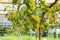 Tasty green grape bunches hanging on branch. white Grapes With Selective Focus on the subject