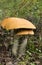 Tasty and healthy mushrooms grow