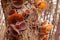 Tasty Jews Ear fungus Auricularia auricula-judae