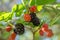 Tasty looking mulberries growing on the branch of a tree