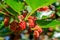 Tasty looking red mulberries growing on the branch of a tree