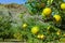 Tasty navel oranges plantation with many orange citrus fruits ha