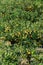 Tasty navel oranges plantation with many orange citrus fruits hanging on trees, Agaete valley, Gran Canaria, Spain