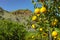 Tasty navel oranges plantation with many orange citrus fruits hanging on trees, Agaete valley, Gran Canaria, Spain