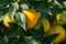 Tasty navel oranges plantation with many orange citrus fruits hanging on trees, Agaete valley, Gran Canaria, Spain