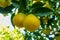 Tasty navel oranges plantation with many orange citrus fruits hanging on trees, Agaete valley, Gran Canaria, Spain