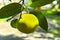 Tasty navel oranges plantation with many orange citrus fruits hanging on trees, Agaete valley, Gran Canaria, Spain