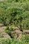 Tasty navel oranges plantation with many orange citrus fruits hanging on trees, Agaete valley, Gran Canaria, Spain