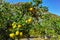 Tasty navel oranges plantation with many orange citrus fruits hanging on trees, Agaete valley, Gran Canaria, Spain