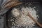 Tasty nutritious oatmeal, glass jar, wooden spoon and ears of corn on dark background, top view