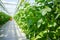 Tasty organic green cucumbers growth in big Dutch greenhouse, ev