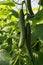 Tasty organic green cucumbers growth in big Dutch greenhouse, ev