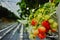 Tasty organic strawberry growth in big Dutch greenhouse, everyday harvest.